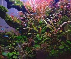 Aquarium Plant Bucephalandra