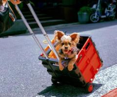 Best Pet Delivery Service – AirborneAnimals