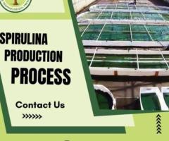 Spirulina Production Process | Step-by-Step Spirulina Cultivation