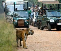 Jungle Safari in MP pench