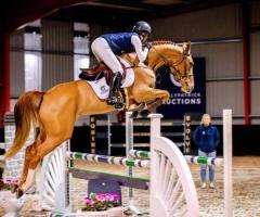 Elite Show Jumpers with Olympic and 5-Star Pedigrees at Ballypatrick Auctions