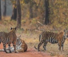 Safari Timing in Pench