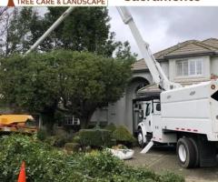 Reliable Tree Service in Rosemont: Keeping Your Trees Healthy