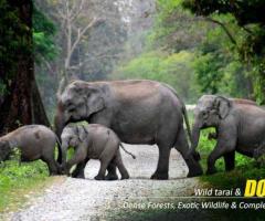 Best Dooars Tour Packages from Kolkata