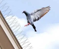 Bird Control Solutions You Can Trust in Dubai