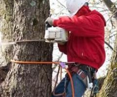 Tree Company in NJ – Your Trusted Tree Care Experts