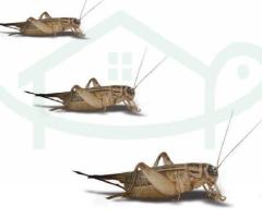 Premium Live Crickets for Reptiles at DougsBugz.com