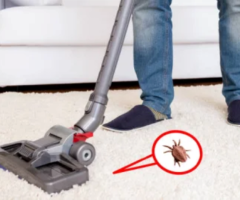 Revive Your Carpets, Refresh Your Space Palm Beach’s Cleaning Experts