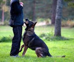 Top Dog Trainers in Atlanta - Expert Dog Training Services