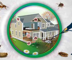 Best Termite Control services in Noida