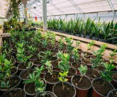 Urban Jungle Plants and Pottery: The Go-To Nursery for Lush Greenery in Santa Monica