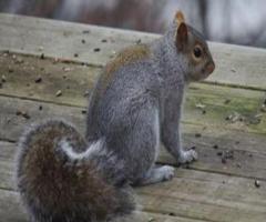 Gray Squirrel Control in NJ – ALCO Animal & Pest Control