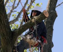 Tree Service & Removal Nassau County