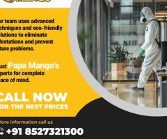 Comprehensive Termite Control and Treatment Services in Noida Extension