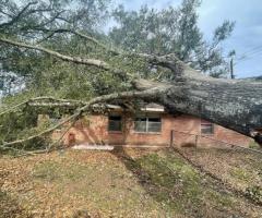 Professional Tree Removal Services in Houston