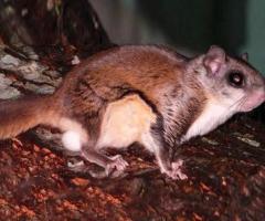 Flying Squirrel Removal in NJ – ALCO Animal & Pest Control