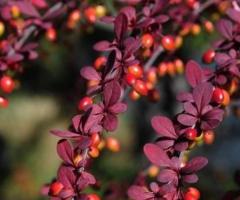 Berberis Thunbergii – Japanese Barberry Shrub Seeds