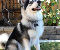 Pomsky Grooming Tips & Services | PomskySet - Care for Your Pomsky