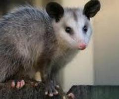 Humane Possum Removal Brisbane