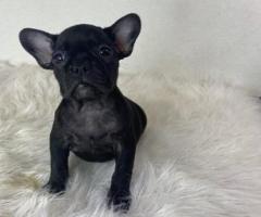 French bull dog blue eyes puppies for sale