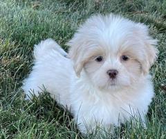 Lhasa opso pups for sale