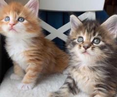 Gorgeous Maine Coon Kitten