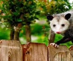 Humane Possum Removal Sydney