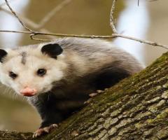 Humane Possum Removal Perth