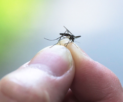 Effective Mosquito Service in Elmwood Park: Dads Against Mosquitoes