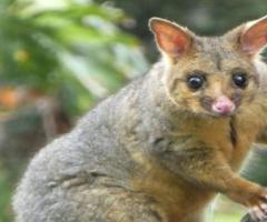 Humane Possum Removal Canberra