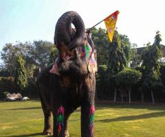 Best Elephant Sanctuary In Jaipur