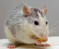 Rat Control in NJ – ALCO Animal & Pest Control