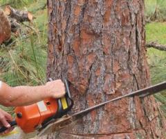 Why tree removal services needed in Australia?