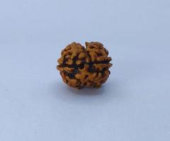 2 Mukhi Rudraksha