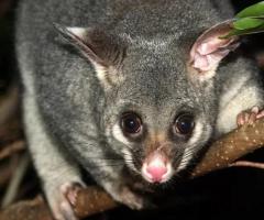 City Wide Possum Removal Brisbane