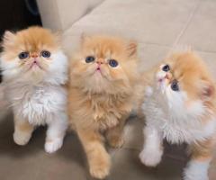 PERSIAN KITTENS FOR SALE