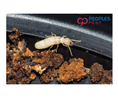 Termite Pest Control Service - People’s Pest Control