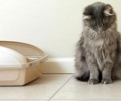 Stop Cat Urination Around the House with Expert Solutions