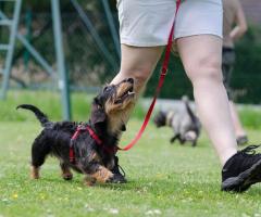 Expert Puppy Training in Roswell & Kennesaw, GA