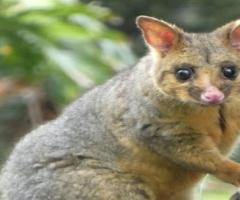 OZ Possum Removal Melbourne