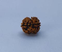 2 mukhi rudraksha best price