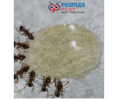 Ant Pest Control Service - People’s Pest Control