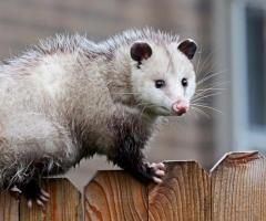 711 Possum Removal Brisbane