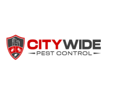 City Wide Wasp Removal Brisbane