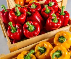 Hydroponics Bell Pepper online - Nature's Miracle