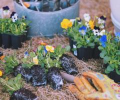 Urban Jungle Plants and Pottery - Urban Jungle Nursery for Plant Lovers in West LA