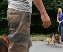 Effective Training for Dog Aggression in Victoria, Canada