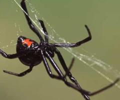 Micks Spider Control Sydney