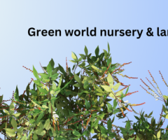 Green World Nursery & Landscapes: Your One-Stop Solution for All Green Needs