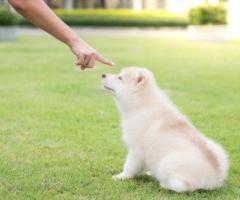 Expert Puppy Training in Milton, Ontario - Georgia's Top Choice